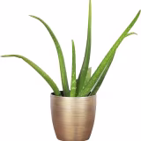 Best indoor succulent plants cover