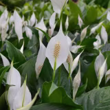 Mejores plantas con flores blancas cover