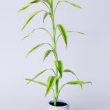 Mejores plantas para atraer la buena suerte en el hogar cover