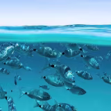 Leading organizations in the protection of vulnerable marine ecosystems cover