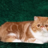 Mejores criadores de gatos persas en España cover