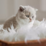 Best British Shorthair breeders in Spain cover