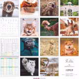 Mejores calendarios de humor en España cover