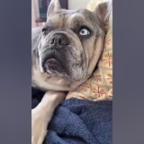 Mejores cuentas de Instagram de French Bulldogs divertidos cover