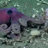 Best online documentaries of underwater exploration cover