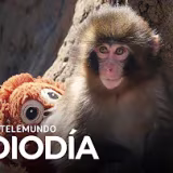 Mejores memes de humor absurdo cover