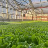 Best hydroponic farming solutions for rooftops cover