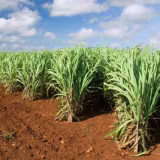 Best biological solutions for pest control cover