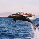 Best whale watching companies on the Spanish coast cover