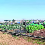 Best urban gardens of Seville cover
