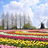 Best flower parks in Japan to visit in spring 2026 cover