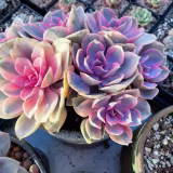 Best online stores for rare succulents cover