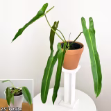 Most valued collection plants cover