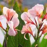Best ornamental bulbous plants cover