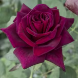Best roses for gardens in Spain cover