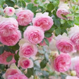 Best climbing roses in Spain cover