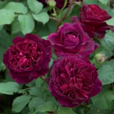 Best rose bushes with intense fragrance in Spain cover