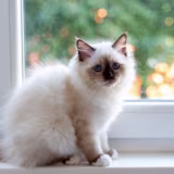 Best semi-longhaired cat breeds cover