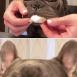 Mejores cuentas de Instagram de bulldogs franceses cover