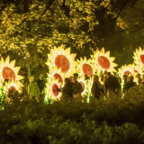 Best light festivals in Mexico cover