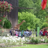 Main family attractions in Lyon cover