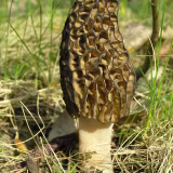 Best iconic mushrooms in the world cover