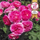 Most fragrant roses for collectors cover