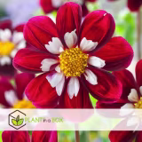 Rosales más fragantes para jardines cover