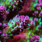 Best online stores for sustainable corals cover