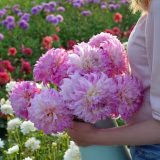 Mejores dalias para jardines grandes cover