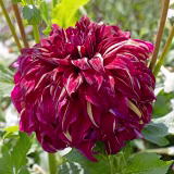 Mejores dalias para flor cortada cover