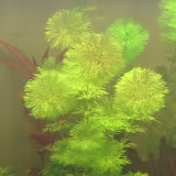 Plantas de acuario de rápido crecimiento cover