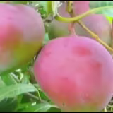 Mejores canales de YouTube sobre ecología del suelo cover