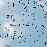 Mejores espectáculos de la naturaleza para observar aves cover
