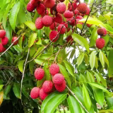 Mejores árboles frutales exóticos para cultivar en casa cover
