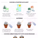 Mejores plantas para principiantes en jardinería cover