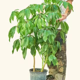 Mejores plantas ornamentales para jardines modernos cover