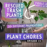 Mejores creadores de contenido sobre plantas exóticas cover