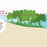 Mejores Bosques de Manglares para la Protección Costera cover