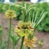 Flores más raras cultivadas en jardines cover