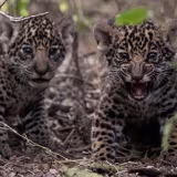 Mejores reservas de vida silvestre en Santa Fe cover