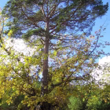 Árboles centenarios de Burgos cover