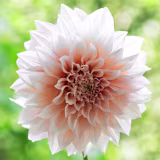 Dalias más espectaculares para paisajismo cover