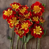 Mejores dalias collarette para jardines cover