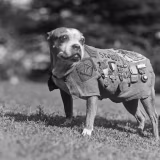 Perros más valientes de la historia cover