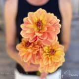 Dalias más populares para comprar online cover