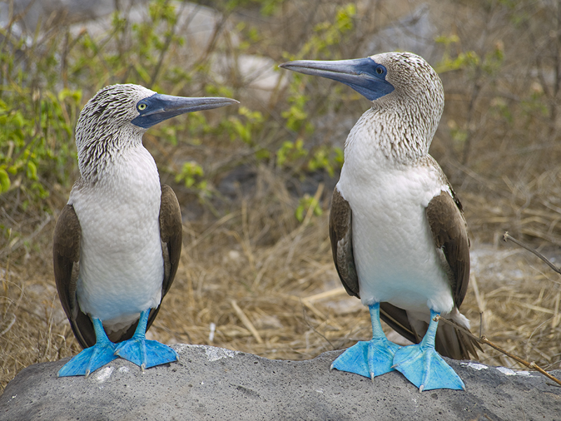 Top Adventure Destinations for Intrepid Travelers
