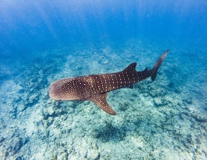 Mejores experiencias de nado con tiburones en Maldivas