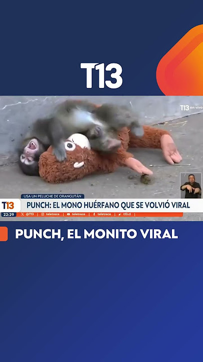 Mejores memes virales de humor absurdo