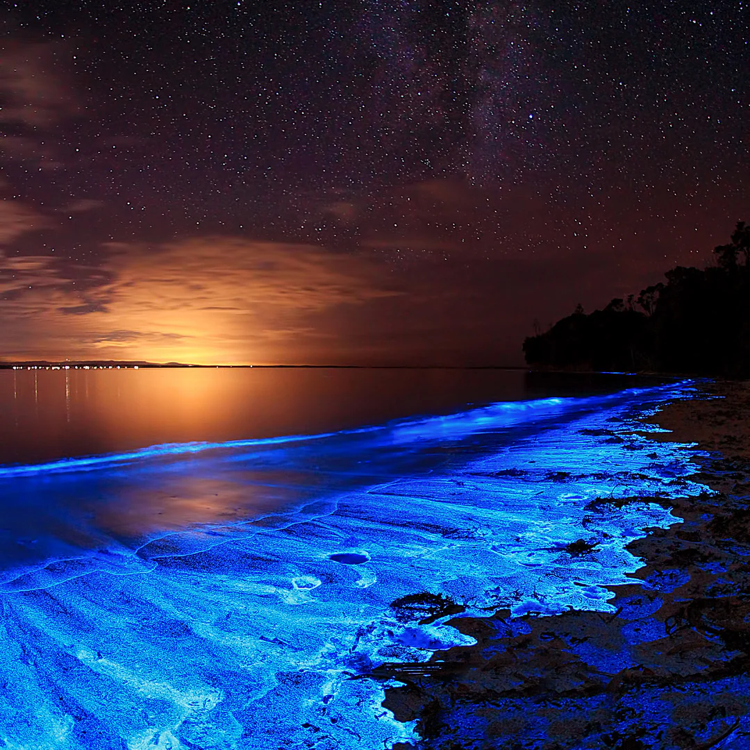 Mejores criaturas marinas bioluminiscentes